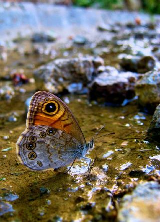 Esmerboncuk (Lasiommata maera)