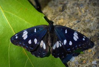 Akdeniz Hanmeli Kelebei (Limenitis reducta)