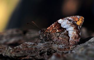 Byk Karamelek (Hipparchia syriaca)