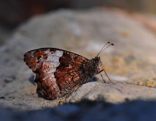 Byk Karamelek (Hipparchia syriaca)