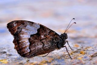 Byk Karamelek (Hipparchia syriaca)