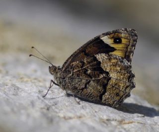Byk Karamelek (Hipparchia syriaca)