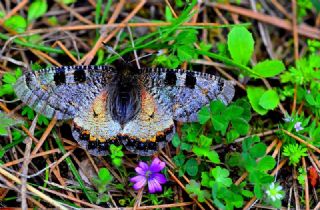 Yalanc Apollo (Archon apollinus)
