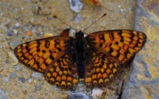Cezayirli parhan (Melitaea ornata)
