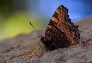 Bahadr (Argynnis pandora)