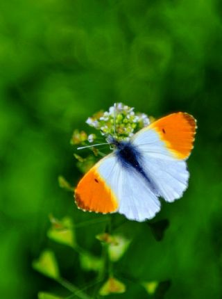 Turuncu Ssl (Anthocharis cardamines)