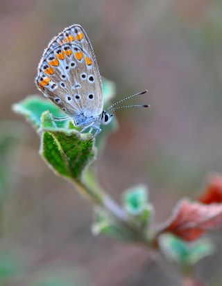 okgzl Mavi (Polyommatus icarus)