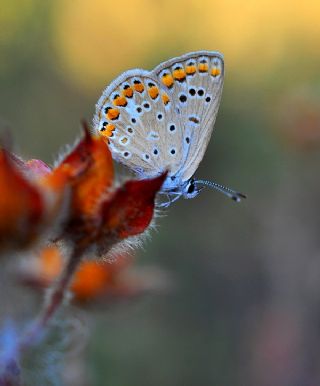 okgzl Mavi (Polyommatus icarus)