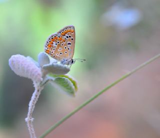 okgzl Mavi (Polyommatus icarus)