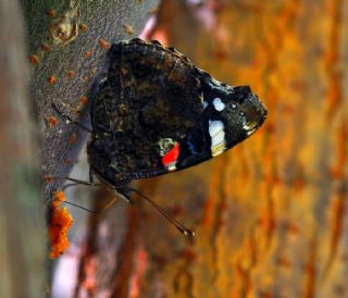 Atalanta (Vanessa atalanta)