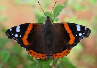 Atalanta (Vanessa atalanta)