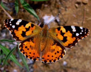 Diken Kelebei (Vanessa cardui)
