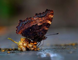 Karaaa Nimfalisi (Inachis polychloros)