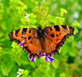 Karaaa Nimfalisi (Inachis polychloros)