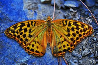 Bahadr (Argynnis pandora)