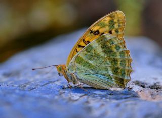 Bahadr (Argynnis pandora)