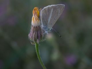 Gzel Azamet (Colias alfacariensis)