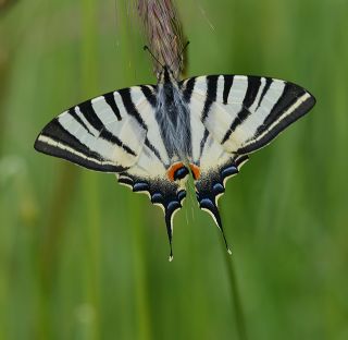 Erik Krlangkuyruk (Iphiclides podalirius)