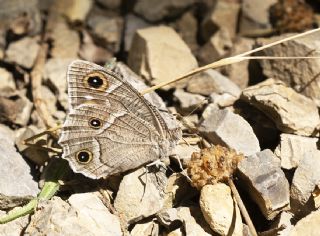 Beyaz Bandl Karamelek (Hipparchia parisatis)