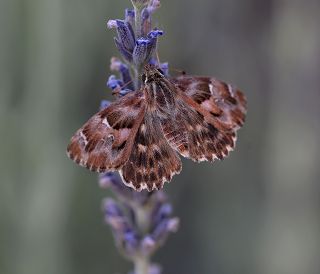 Hatmi Zpzp (Carcharodus alceae)