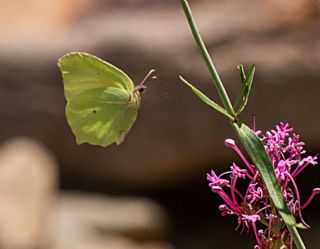 Esmerboncuk (Lasiommata maera)