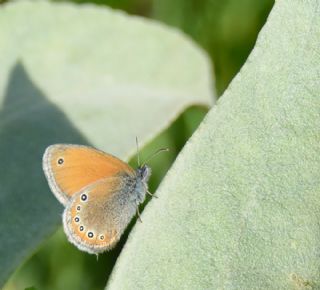 Rus Zpzp Perisi (Coenonympha leander)