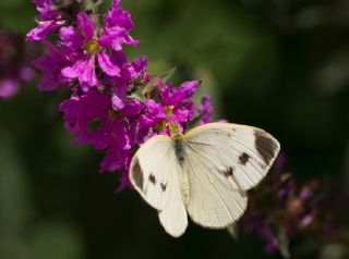 Kk Beyazmelek (Pieris rapae)