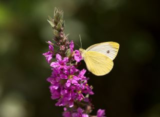 Byk Beyazmelek  (Pieris brassicae)