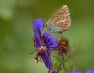 okgzl Geranium Mavisi (Aricia eumedon)