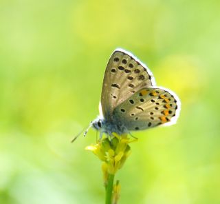 Bavius Mavisi (Pseudophilotes bavius)