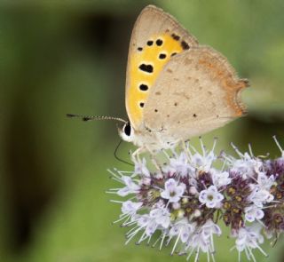 Benekli Bakr Gzeli (Lycaena phlaeas)