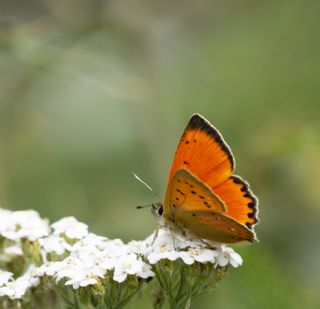 Orman Bakr Gzeli (Lycaena virgaureae)