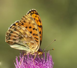 Gzel nci (Argynnis aglaja)