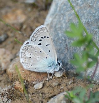 okgzl Edon Mavisi (Polyommatus aedon)