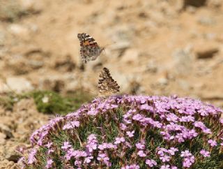 Diken Kelebei (Vanessa cardui)