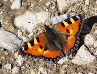 Aglais (Aglais urticae)