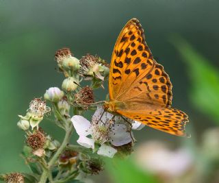 Cengaver (Argynnis paphia)