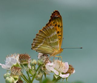 Cengaver (Argynnis paphia)