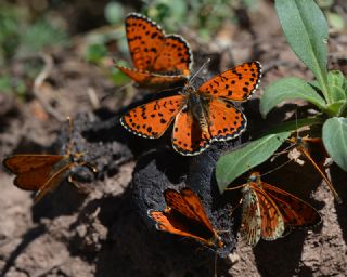 Benekli �parhan&nbsp;(Melitaea&nbsp;didyma)
