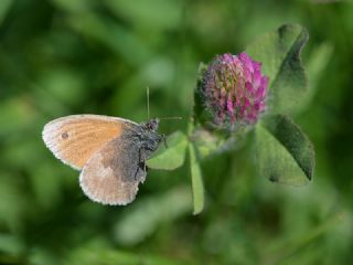 K���k Z�pz�p Perisi&nbsp;(Coenonympha&nbsp;pamphilus)