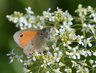 Kk Zpzp Perisi (Coenonympha pamphilus)