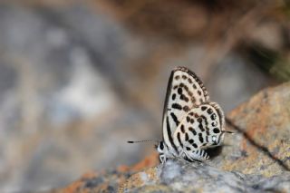 Balkan Kaplan (Tarucus balkanicus)