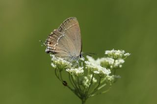�ranl� Sevbeni&nbsp;(Satyrium&nbsp;marcidum)