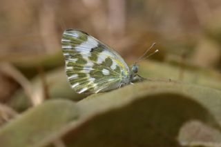 Yeni Beneklimelek (Pontia edusa)