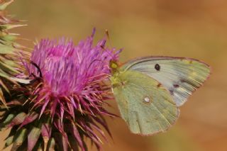 Sar Azamet (Colias croceus)