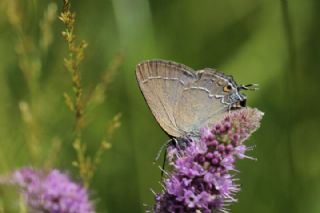G�zel Sevbeni&nbsp;(Satyrium&nbsp;spini)