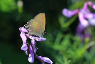 Mavi Benekli Sevbeni (Satyrium zabni)