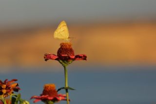Mezopotamya Kolotisi (Colotis fausta)