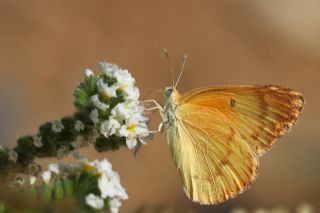 Mezopotamya Kolotisi (Colotis fausta)