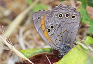 Aa Esmeri (Kirinia roxelana)